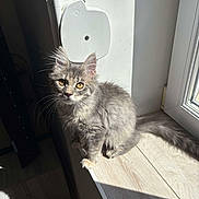 Ruby participe au concours pour gagner de l'argent avec cette photo : cat, kitten, gray_fur, yellow_eyes, windowsill, sunlight, indoor, pet, curious, feline, whiskers, tail, floor, shadow, wooden_surface, domestic_animal, young_cat, soft_fur, light_and_shadow, window