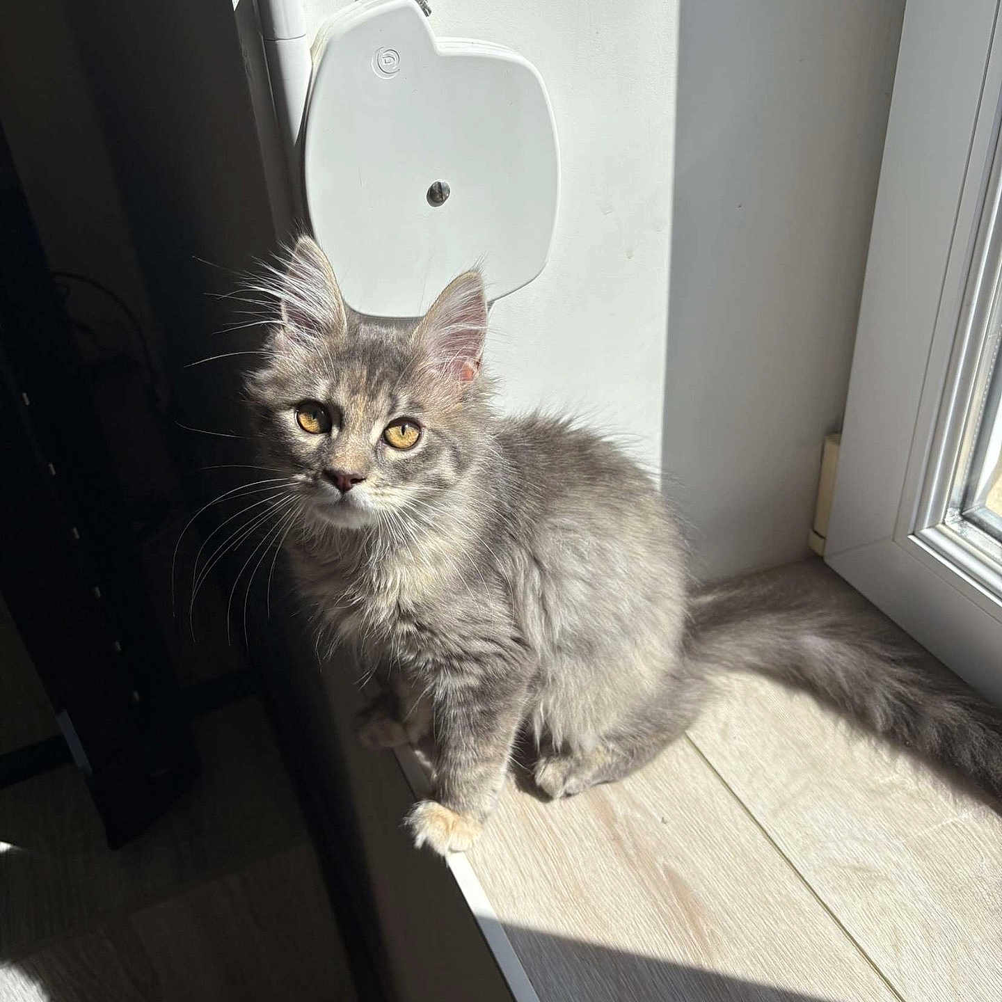 Ruby participe au concours pour gagner de l'argent avec cette photo : cat, curious, domestic_animal, feline, floor, gray_fur, indoor, kitten, light_and_shadow, pet, shadow, soft_fur, sunlight, tail, whiskers, window, windowsill, wooden_surface, yellow_eyes, young_cat