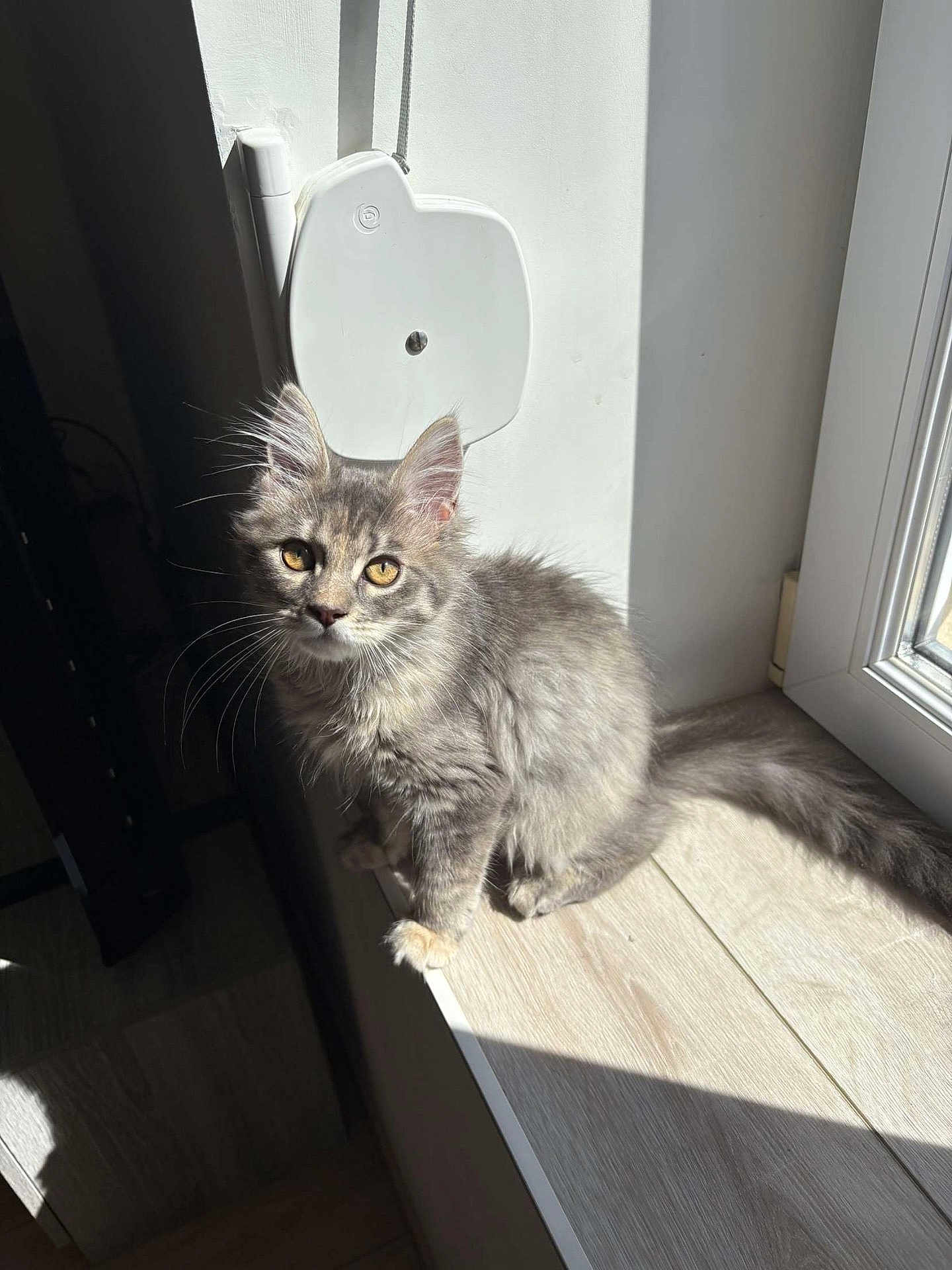 Ruby participe au concours pour gagner de l'argent avec cette photo : cat, kitten, gray_fur, yellow_eyes, windowsill, sunlight, indoor, pet, curious, feline, whiskers, tail, floor, shadow, wooden_surface, domestic_animal, young_cat, soft_fur, light_and_shadow, window