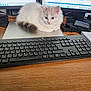 Cotton joined the competition — help win amazing prizes! animal, blue_eyes, cat, computer, cute, desk, electronics, fluffy, indoor, keyboard, kitten, laptop, monitor, office, pet, screen, technology, white_cat, wooden_desk, workspace