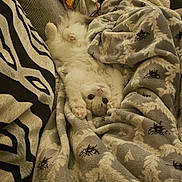 Cotton joined the competition — help win amazing prizes! animal, blanket, cat, comfort, couch, cozy, cute, fluffy, fur, furniture, home, indoor, pet, pillow, relaxed, resting, sleepy, soft, stretching, white_cat