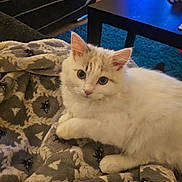 Cotton joined the competition — help win amazing prizes! kitten, cat, animal, pet, feline, white_fur, blue_eyes, blanket, patterned_blanket, indoor, living_room, sofa, table, carpet, cozy, curious, cute, fluffy, resting, young_cat