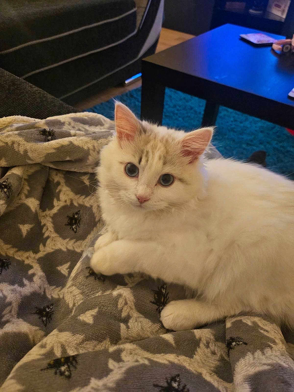 Cotton joined the competition — help win amazing prizes! kitten, cat, animal, pet, feline, white_fur, blue_eyes, blanket, patterned_blanket, indoor, living_room, sofa, table, carpet, cozy, curious, cute, fluffy, resting, young_cat