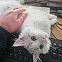 animal, blue_eyes, cat, closeup, comfort, computer, cute, desk, domestic_animal, feline, fluffy, hand, human_hand, indoor, keyboard, kitten, pet, relaxing, technology, white_cat