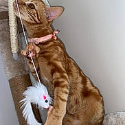 Savannah participe au concours pour gagner de l'argent avec cette photo : cat, tabby, ginger_cat, orange_fur, pet, pink_collar, toy_mouse, feather_toy, scratching_post, paw, claw, whiskers, indoor, wall, carpet, furniture, playful, portrait, close_up, sitting