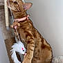 cat, tabby, ginger_cat, orange_fur, pet, pink_collar, toy_mouse, feather_toy, scratching_post, paw, claw, whiskers, indoor, wall, carpet, furniture, playful, portrait, close_up, sitting