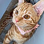 Savannah participe au concours pour gagner de l'argent avec cette photo : cat, orange_tabby, ginger_cat, feline, whiskers, pink_collar, collar, amber_eyes, pink_nose, close_up, portrait, indoor, cat_tree, scratching_post, fur, ear, kitten, curious_expression, pet_bed, domestic_pet