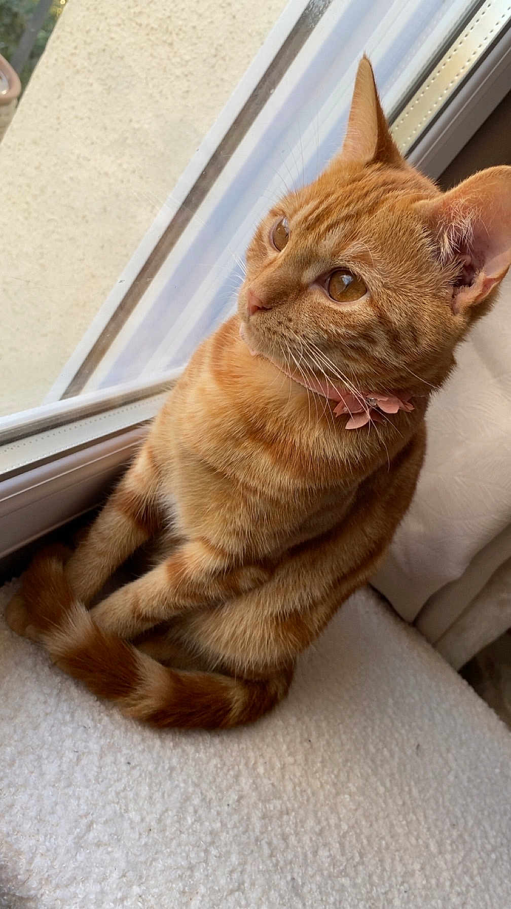 Savannah participe au concours pour gagner de l'argent avec cette photo : cat, ginger_cat, tabby, orange_fur, pet, collar, pink_collar, whiskers, ears, eyes, tail, sitting, windowsill, window, indoor, cozy, soft_blanket, curtain, fur_texture, looking_out