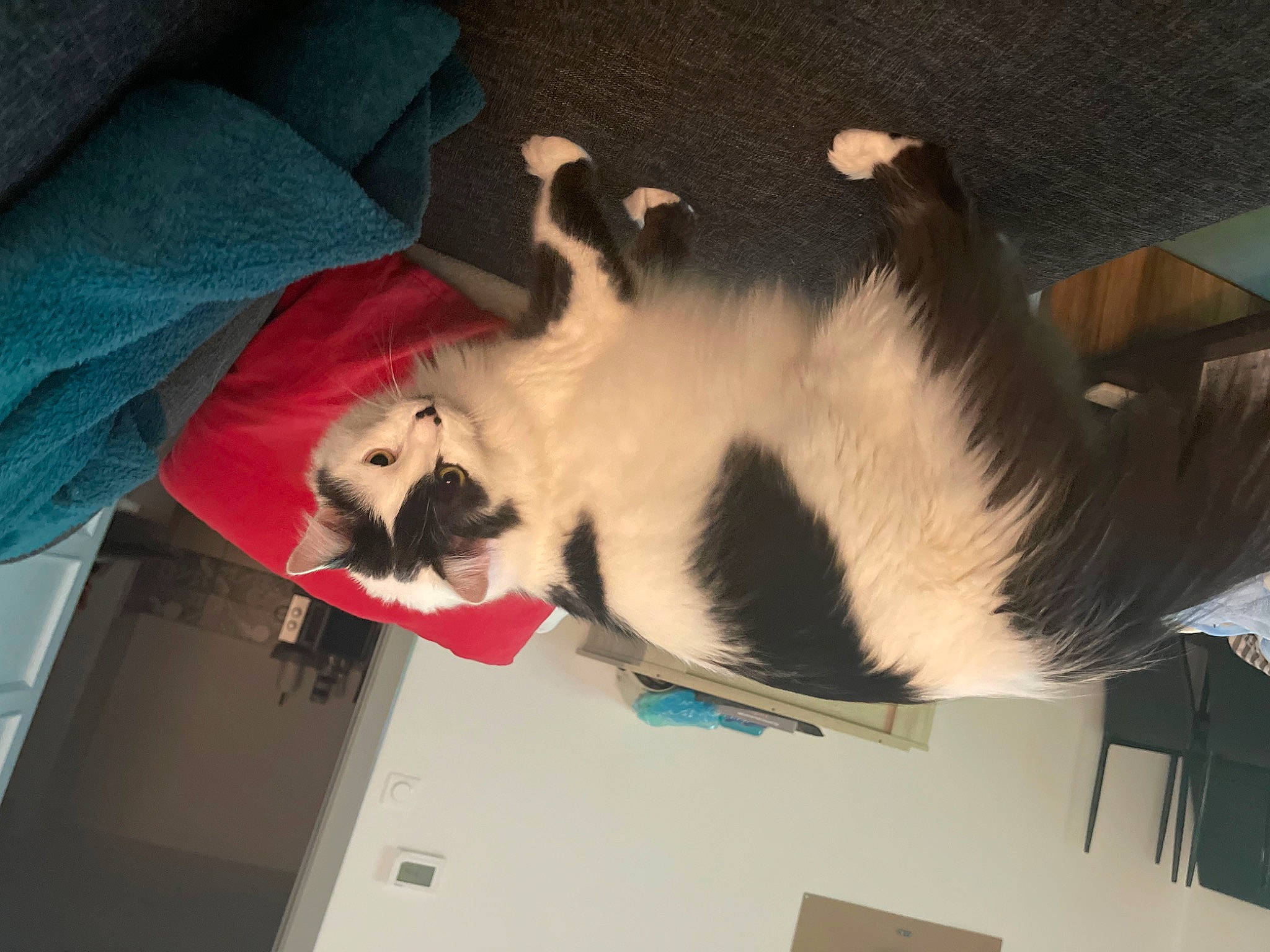 Ymir participe au concours pour gagner de l'argent avec cette photo : carmine, carnivore, cat, comfort, companion_dog, dog_breed, domestic_short_haired_cat, fawn, felidae, fur, paw, room, small_to_medium_sized_cats, snout, tail, terrestrial_animal, whiskers