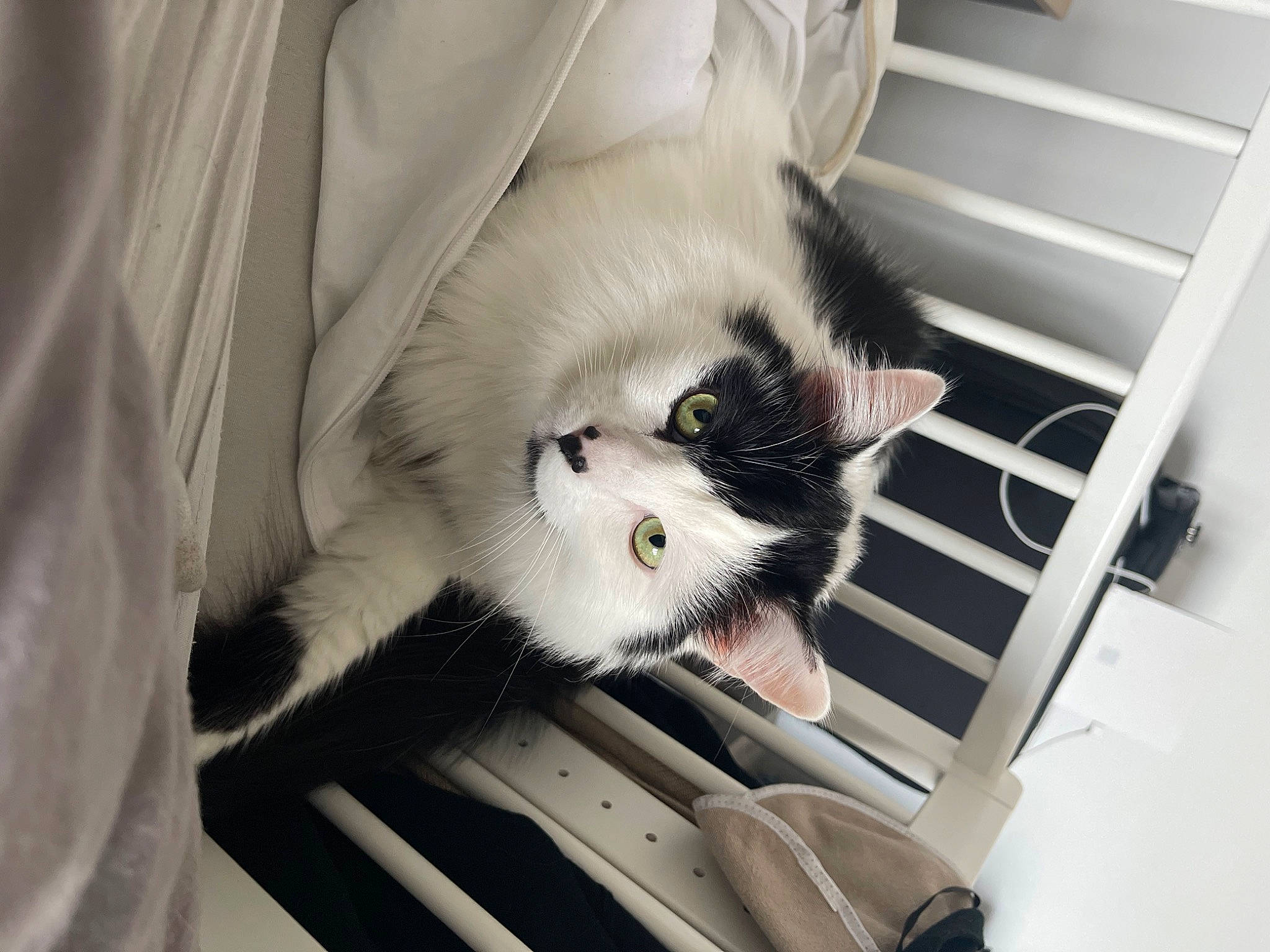 Ymir a rejoint le concours — aidez-le/la à gagner de superbes lots ! carnivore, cat, comfort, domestic_short_haired_cat, felidae, fur, pet_supply, small_to_medium_sized_cats, snout, tail, whiskers