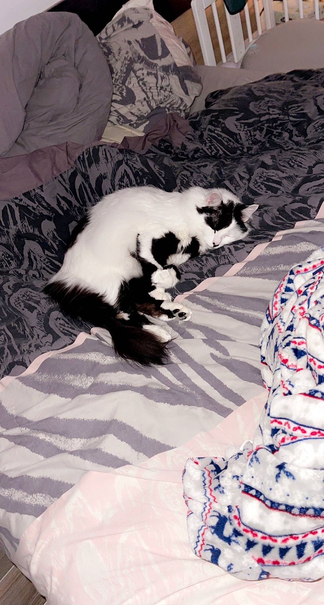 Ymir participe au concours pour gagner de l'argent avec cette photo : canidae, carmine, carnivore, cat, comfort, companion_dog, dog_breed, domestic_short_haired_cat, felidae, fur, linens, pattern, paw, room, small_to_medium_sized_cats, sporting_group, tail, terrestrial_animal, textile, whiskers