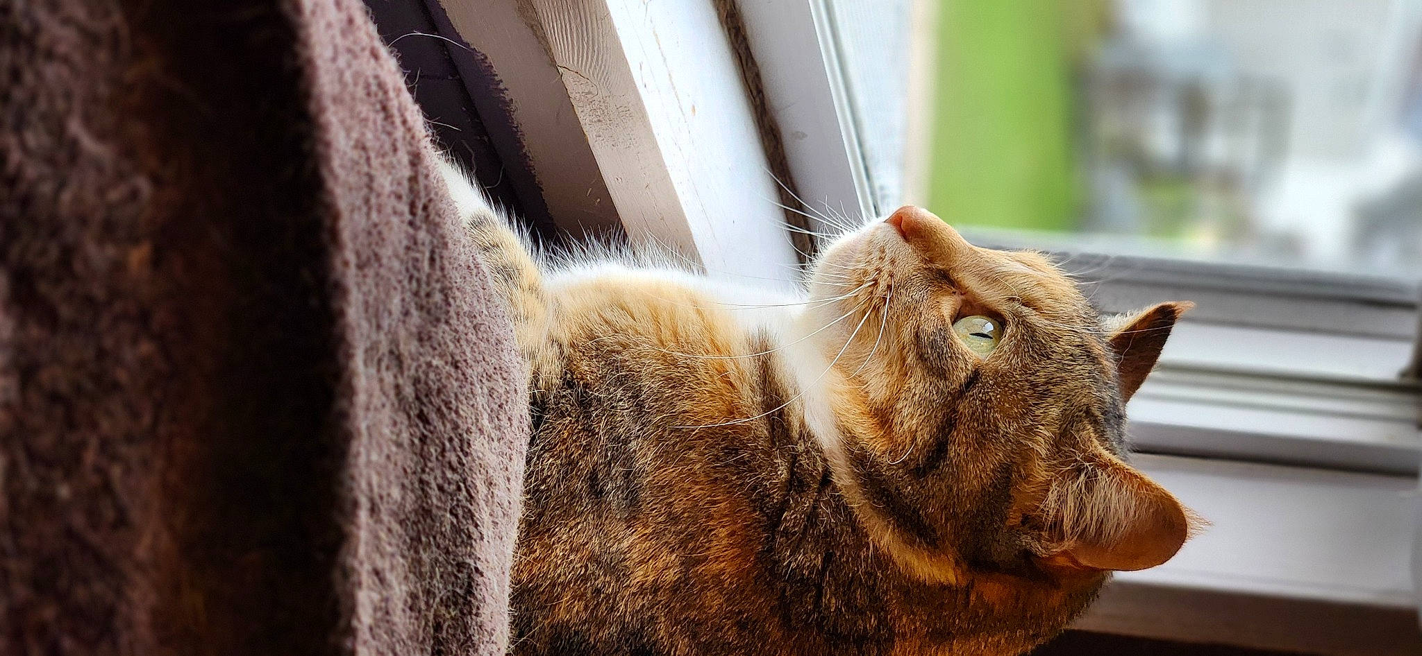 Happy joined the competition — help win amazing prizes! carnivore, cat, claw, domestic_short_haired_cat, fawn, felidae, fur, small_to_medium_sized_cats, snout, tail, terrestrial_animal, whiskers, wildlife, wood