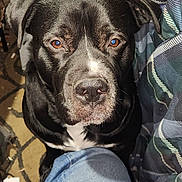 Lump joined the competition — help win amazing prizes! dog, black_dog, pet, indoor, close_up, brown_eyes, fur, animal, sitting, jeans, blanket, carpet, nose, ears, white_patch, looking_up, household, domestic, companion, portrait