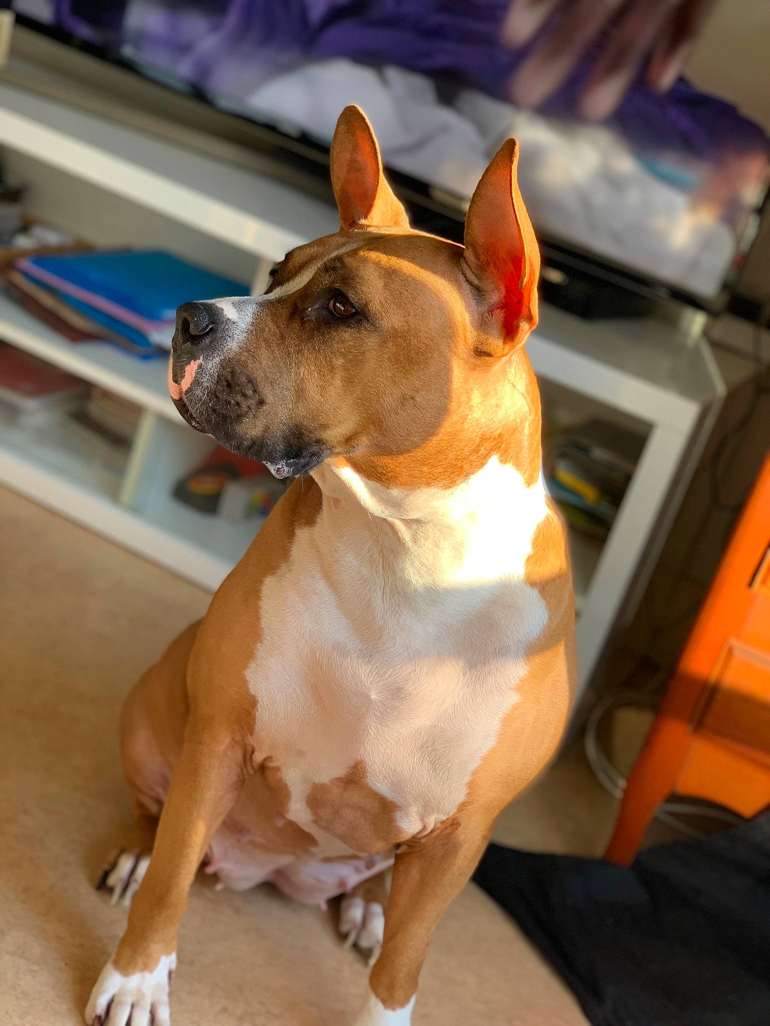 Kiera a rejoint le concours — aidez-le/la à gagner de superbes lots ! american_pit_bull_terrier, american_staffordshire_terrier, canidae, carnivore, dog, dog_breed, ear, fawn, mammal, non_sporting_group, snout, staffordshire_bull_terrier