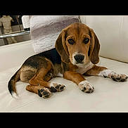 Rudie joined the competition — help win amazing prizes! beagle, puppy, dog, pet, couch, white_leather, indoor, animal, cute, laying_down, ears, brown, black, white, paws, looking, young_dog, home, cozy, relaxed