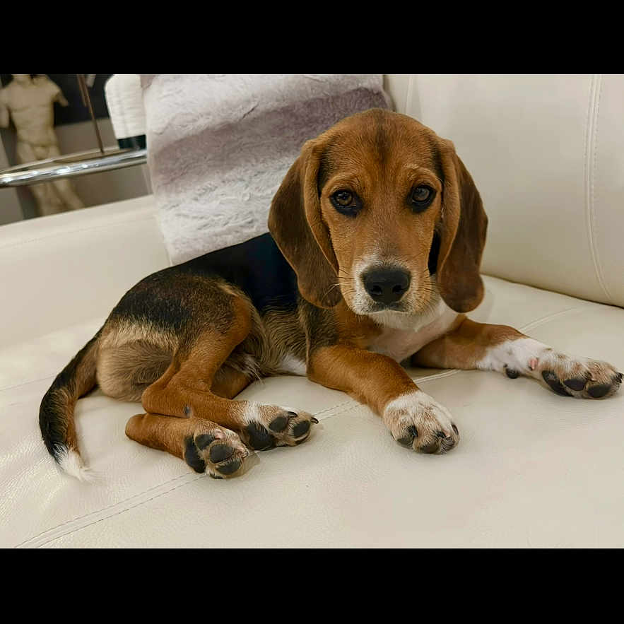 Rudie joined the competition — help win amazing prizes! beagle, puppy, dog, pet, couch, white_leather, indoor, animal, cute, laying_down, ears, brown, black, white, paws, looking, young_dog, home, cozy, relaxed