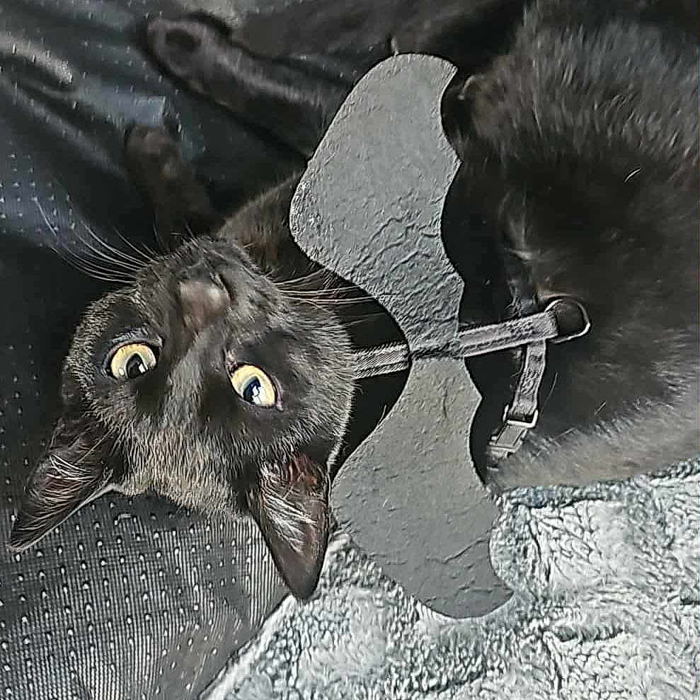 Boo Baby is registered to the contest to win money with this photo: animal, bat_collar, black_cat, blanket, cat, close_up, collar, curious, cute, ears, eyes, fabric, fur, indoor, lying_down, mischievous, pet, resting, textured_blanket, whiskers