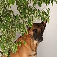 Ulysse participe au concours pour gagner de l'argent avec cette photo : dog, plant, indoor, leafy, green, pet, animal, furniture, brown_dog, canine, foliage, houseplant, quiet, still_life, domestic, companion, natural_light, hidden, curious, shadow