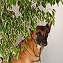 dog, plant, indoor, leafy, green, pet, animal, furniture, brown_dog, canine, foliage, houseplant, quiet, still_life, domestic, companion, natural_light, hidden, curious, shadow