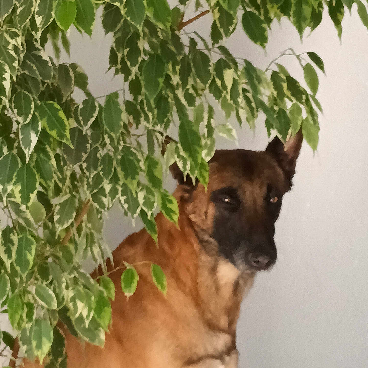Ulysse participe au concours pour gagner de l'argent avec cette photo : animal, brown_dog, canine, companion, curious, dog, domestic, foliage, furniture, green, hidden, houseplant, indoor, leafy, natural_light, pet, plant, quiet, shadow, still_life