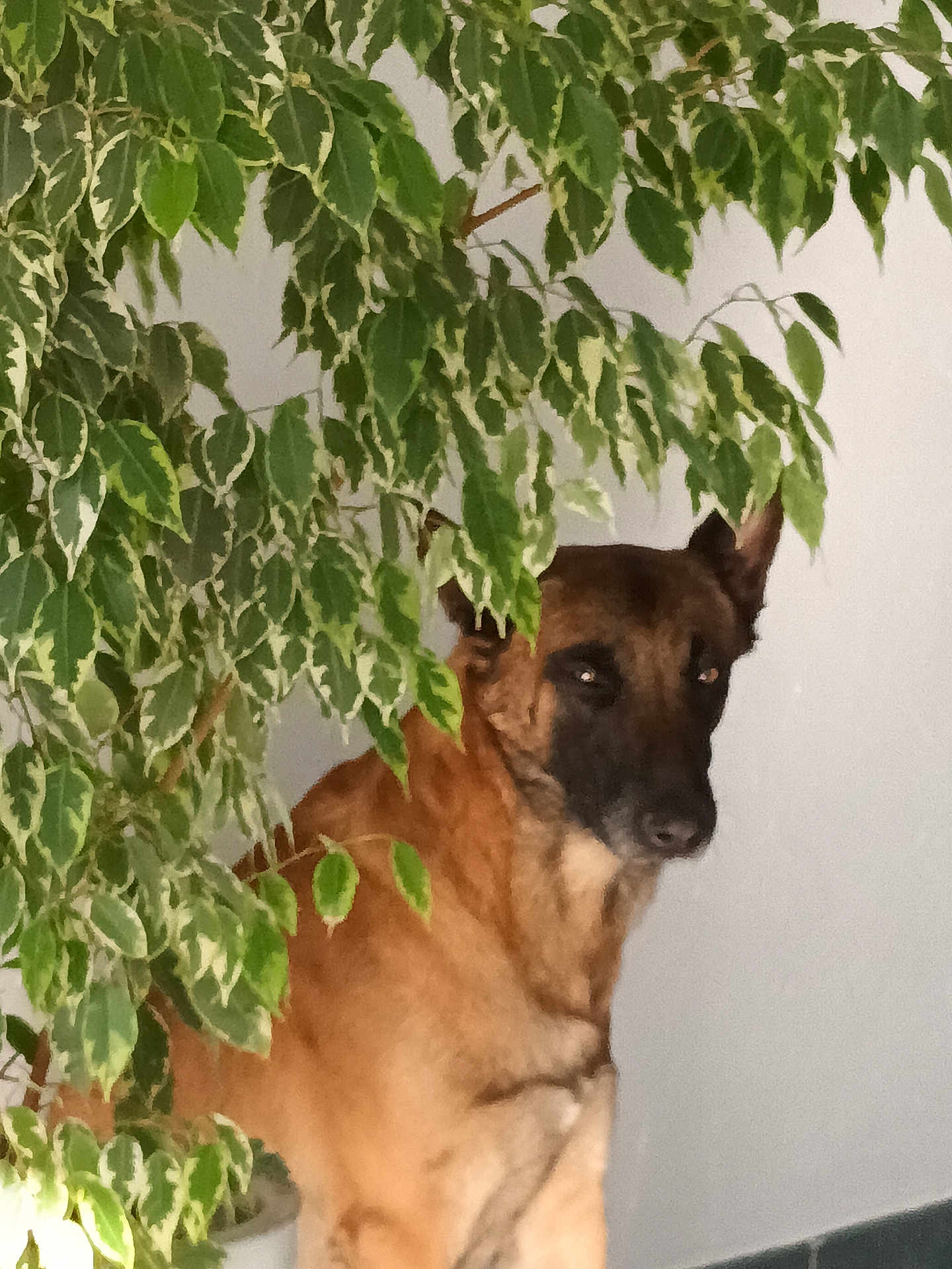 Ulysse participe au concours pour gagner de l'argent avec cette photo : dog, plant, indoor, leafy, green, pet, animal, furniture, brown_dog, canine, foliage, houseplant, quiet, still_life, domestic, companion, natural_light, hidden, curious, shadow