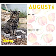 Stormy joined the competition — help win amazing prizes! cat, tabby_cat, animal, outdoor, rock, calendar, august, 2026, peach_illustration, text, reminders, to_do, name, stormy, pet, fur, whiskers, sitting, nature, daylight