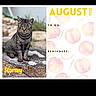 cat, tabby_cat, animal, outdoor, rock, calendar, august, 2026, peach_illustration, text, reminders, to_do, name, stormy, pet, fur, whiskers, sitting, nature, daylight
