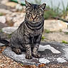 Stormy is registered to the contest to win money with this photo: cat, tabby_cat, outdoor, animal, pet, feline, fur, ears, whiskers, stone, ground, nature, blurred_background, texture, sitting, alert, closeup, mammal, wildlife, gray