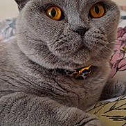 Dilara participe au concours pour gagner de l'argent avec cette photo : amber_eyes, animal, bedspread, cat, close_up, collar, cute, domestic_cat, feline, fur, gray_cat, indoor, looking_away, paw, pet, portrait, relaxed, resting, soft_texture, whiskers