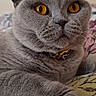 amber_eyes, animal, bedspread, cat, close_up, collar, cute, domestic_cat, feline, fur, gray_cat, indoor, looking_away, paw, pet, portrait, relaxed, resting, soft_texture, whiskers