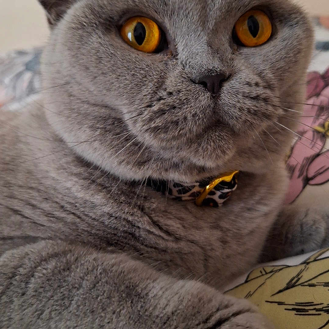 Dilara