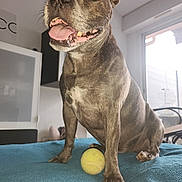 Aïko participe au concours pour gagner de l'argent avec cette photo : dog, tennis_ball, indoor, blanket, pet, canine, happy, playing, animal, brown_dog, sitting, tongue_out, window, furniture, home, floor, paw, closeup, house, cute