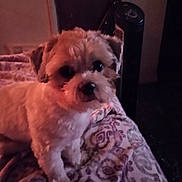 Demi is registered to the contest to win money with this photo: dog, small_dog, fluffy, pet, blanket, patterned_blanket, indoors, furniture, cozy, dim_lighting, fur, cute, animal, companion, resting, soft_texture, home, relaxing, canine, domestic