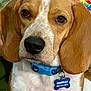 dog, beagle, close_up, collar, pet, animal, brown_eyes, white_fur, brown_fur, tag, indoor, cute, portrait, friendly, canine, ears, snout, whiskers, domestic_animal, relaxed