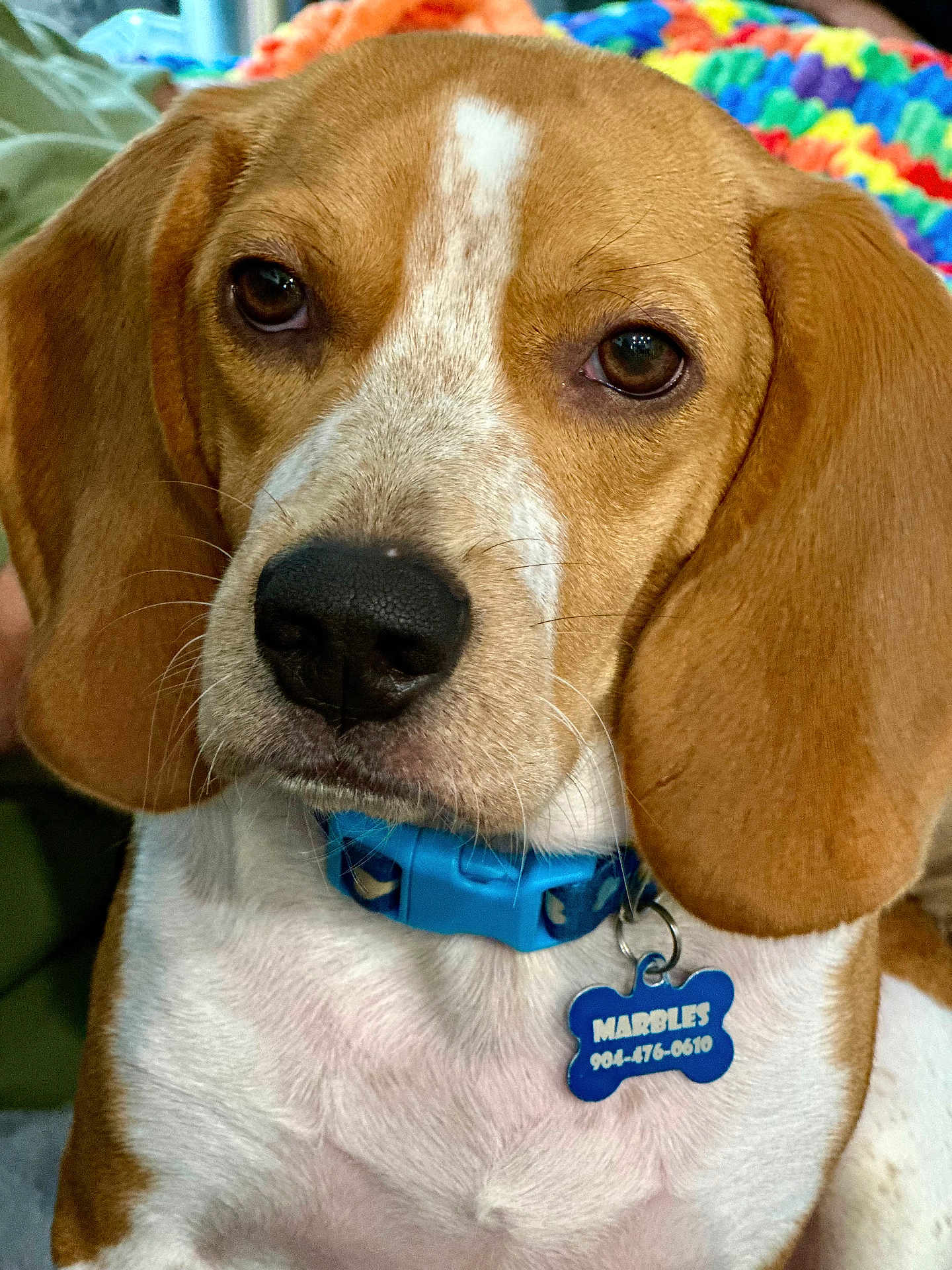 Marbles is registered to the contest to win money with this photo: dog, beagle, close_up, collar, pet, animal, brown_eyes, white_fur, brown_fur, tag, indoor, cute, portrait, friendly, canine, ears, snout, whiskers, domestic_animal, relaxed