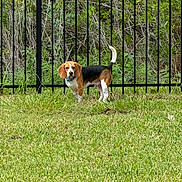 Marbles is registered to the contest to win money with this photo: dog, beagle, grass, fence, outdoor, pet, animal, canine, nature, greenery, collar, alert, standing, yard, leafy, daytime, mammal, tricolor, ears, tail