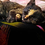 Bella joined the competition — help win amazing prizes! cat, kitten, two_cats, tortoiseshell, sleeping, sleepy, napping, curled_up, paw, fur, black_fur, brown_fur, orange_fur, pet, animals, cozy, blanket, indoor, close_up, cuddling