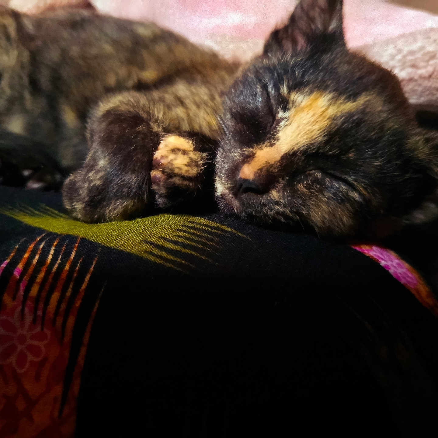 Bella joined the competition — help win amazing prizes! cat, kitten, two_cats, tortoiseshell, sleeping, sleepy, napping, curled_up, paw, fur, black_fur, brown_fur, orange_fur, pet, animals, cozy, blanket, indoor, close_up, cuddling