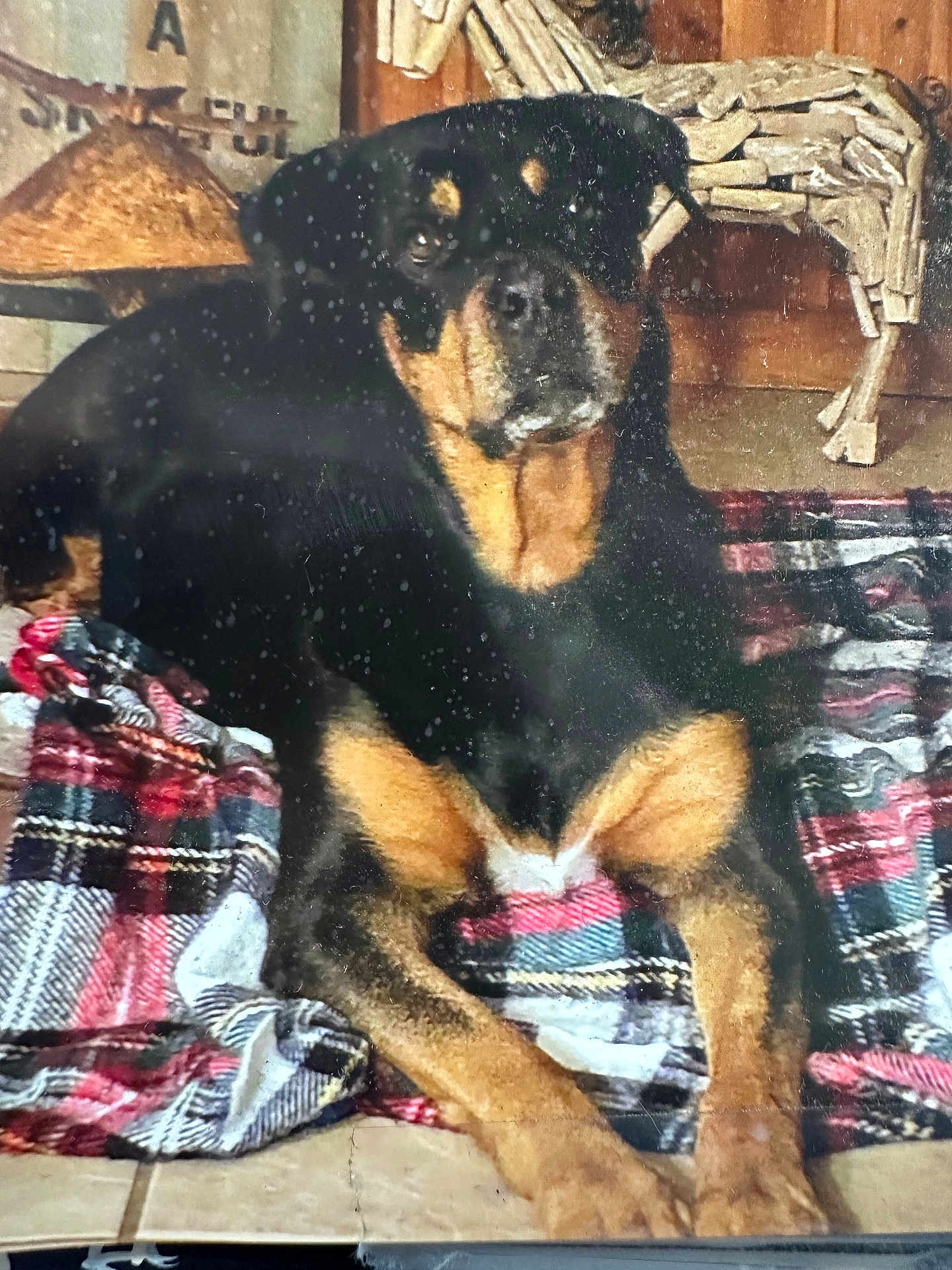 Millie joined the competition — help win amazing prizes! dog, rottweiler, plaid_blanket, floor, indoors, pet, animal, black_and_tan, skeleton_decoration, tile_floor, resting, cute, companion, household, cozy, background, vintage, scratches, dust, decor