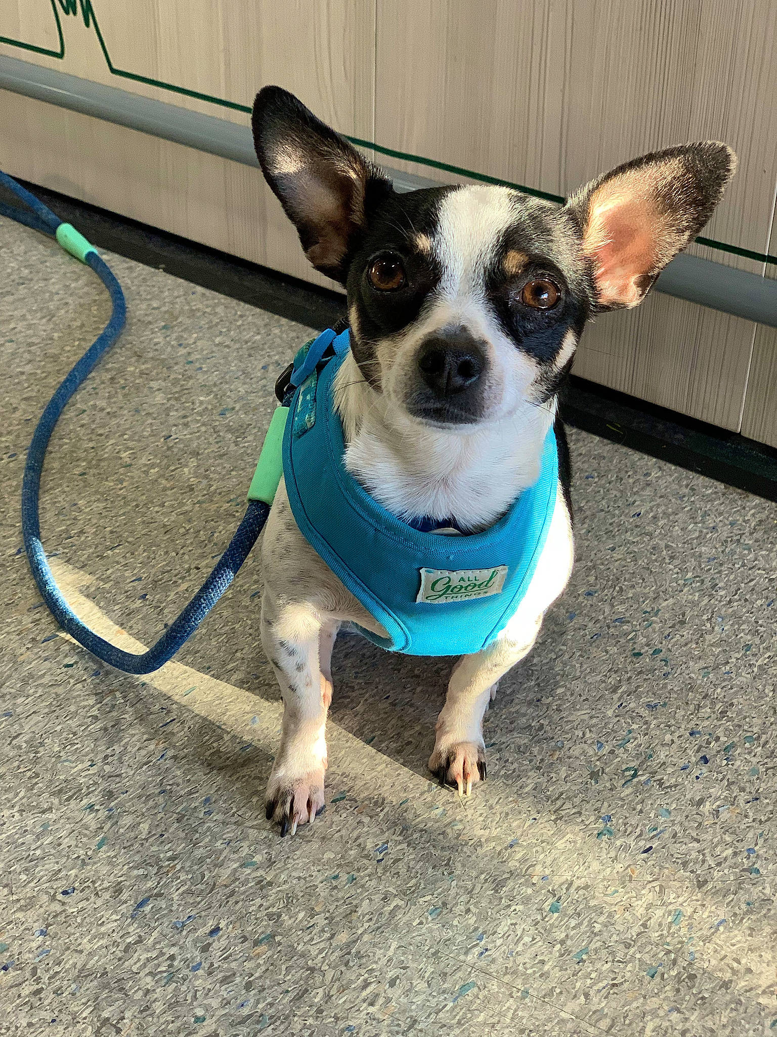 Milo joined the competition — help win amazing prizes! canidae, carnivore, collar, companion_dog, dog, dog_breed, dog_collar, dog_supply, electric_blue, fashion_accessory, fawn, leash, non_sporting_group, paw, plant, small_terrier, snout, sporting_group, toy_dog, working_animal