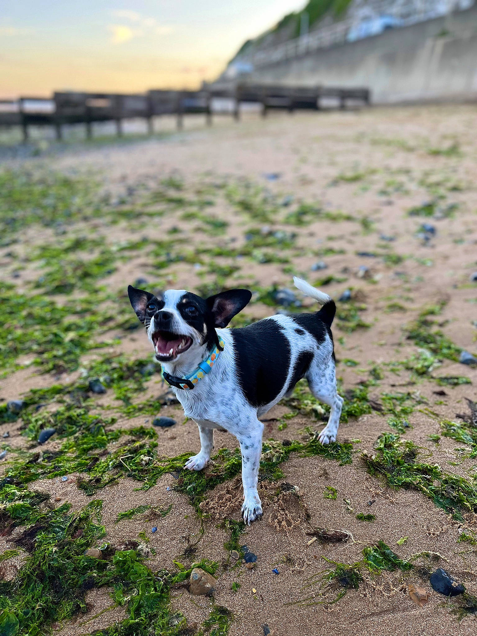 Milo joined the competition — help win amazing prizes! canidae, carnivore, collar, companion_dog, dog, dog_breed, dog_collar, fawn, grass, grassland, horizon, landscape, pet_supply, plant, sky, snout, soil, sporting_group, tail, working_animal