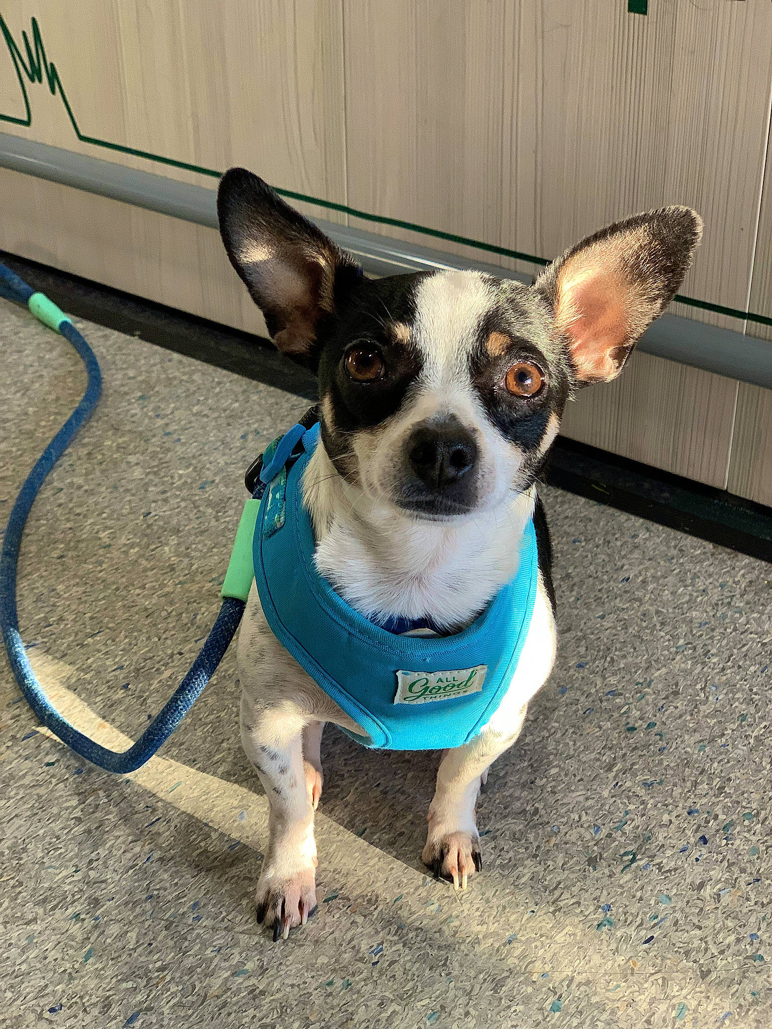 Milo is registered to the contest to win money with this photo: canidae, carnivore, collar, companion_dog, dog, dog_breed, dog_clothes, dog_collar, dog_supply, electric_blue, fashion_accessory, fawn, leash, paw, plant, small_terrier, snout, sporting_group, whiskers, working_animal