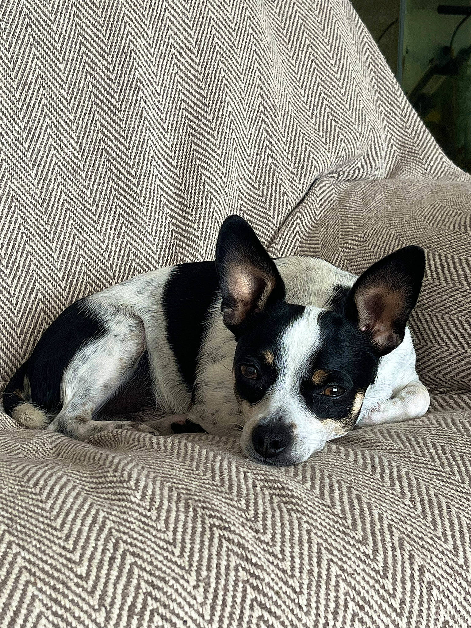 Milo joined the competition — help win amazing prizes! bored, canidae, carnivore, comfort, companion_dog, dog, dog_breed, grey, non_sporting_group, paw, puppy, small_terrier, snout, terrestrial_animal, terrier, toy_dog, whiskers, working_animal