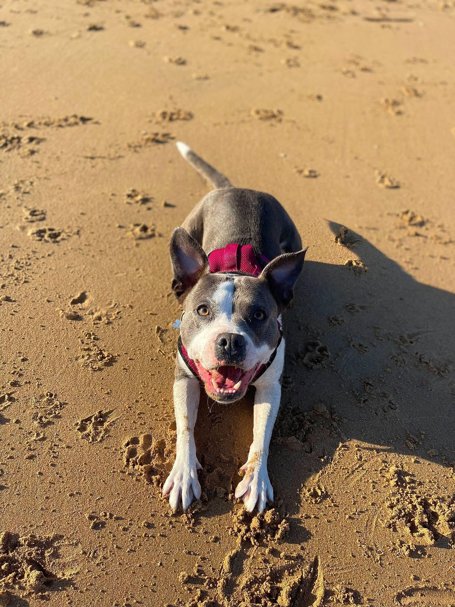 Blue is registered to the contest to win money with this photo: beach, carnivore, collar, companion_dog, dog, dog_breed, dog_collar, fawn, hunting_dog, landscape, leash, non_sporting_group, paw, sand, shadow, soil, sporting_group, street_dog, working_animal, working_dog