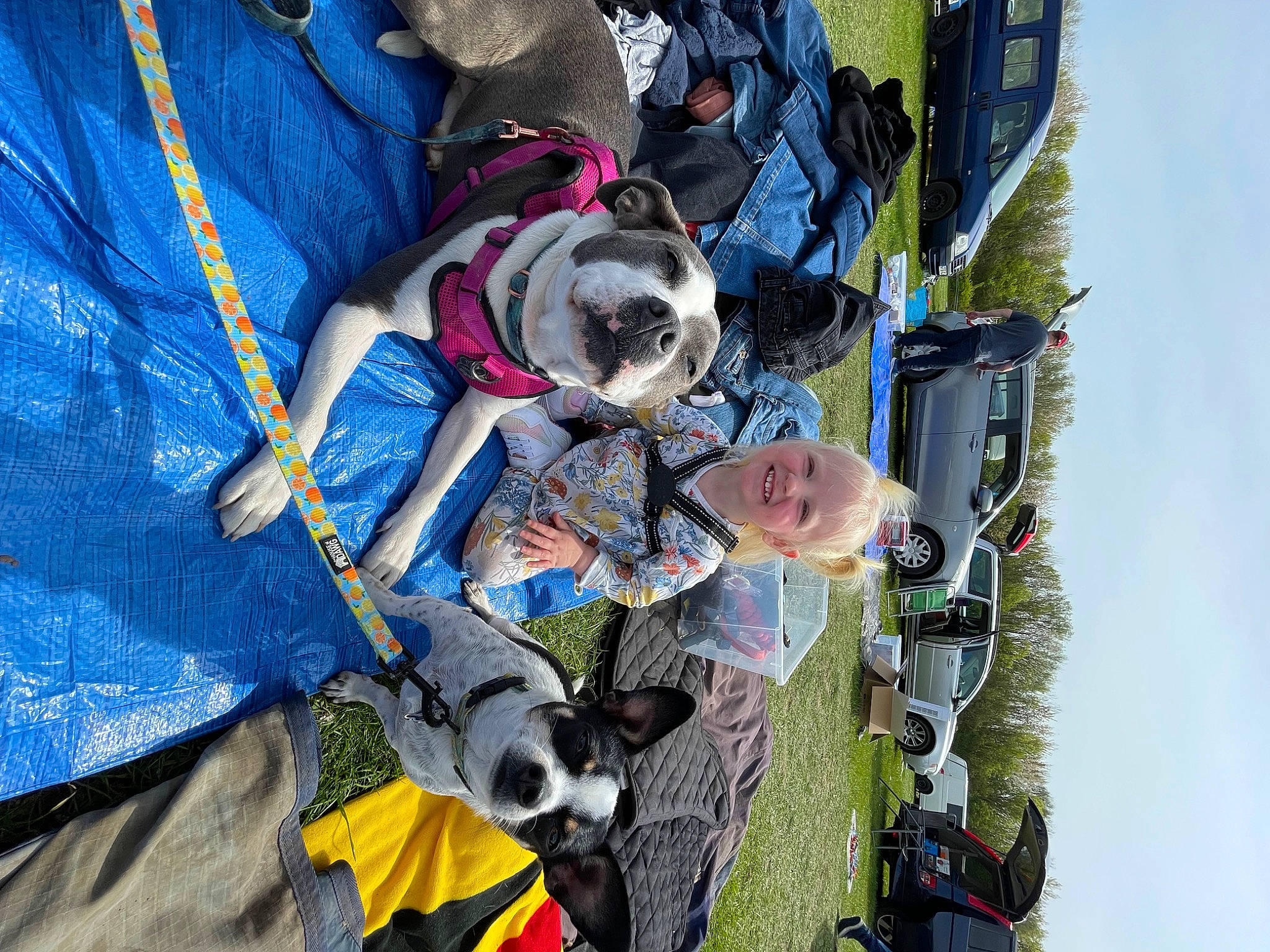 Blue joined the competition — help win amazing prizes! adventure, blue, canidae, carnivore, collar, companion_dog, dog, dog_breed, dog_supply, electric_blue, fawn, fun, leash, leisure, pet_supply, sky, snout, sporting_group, tree, working_animal