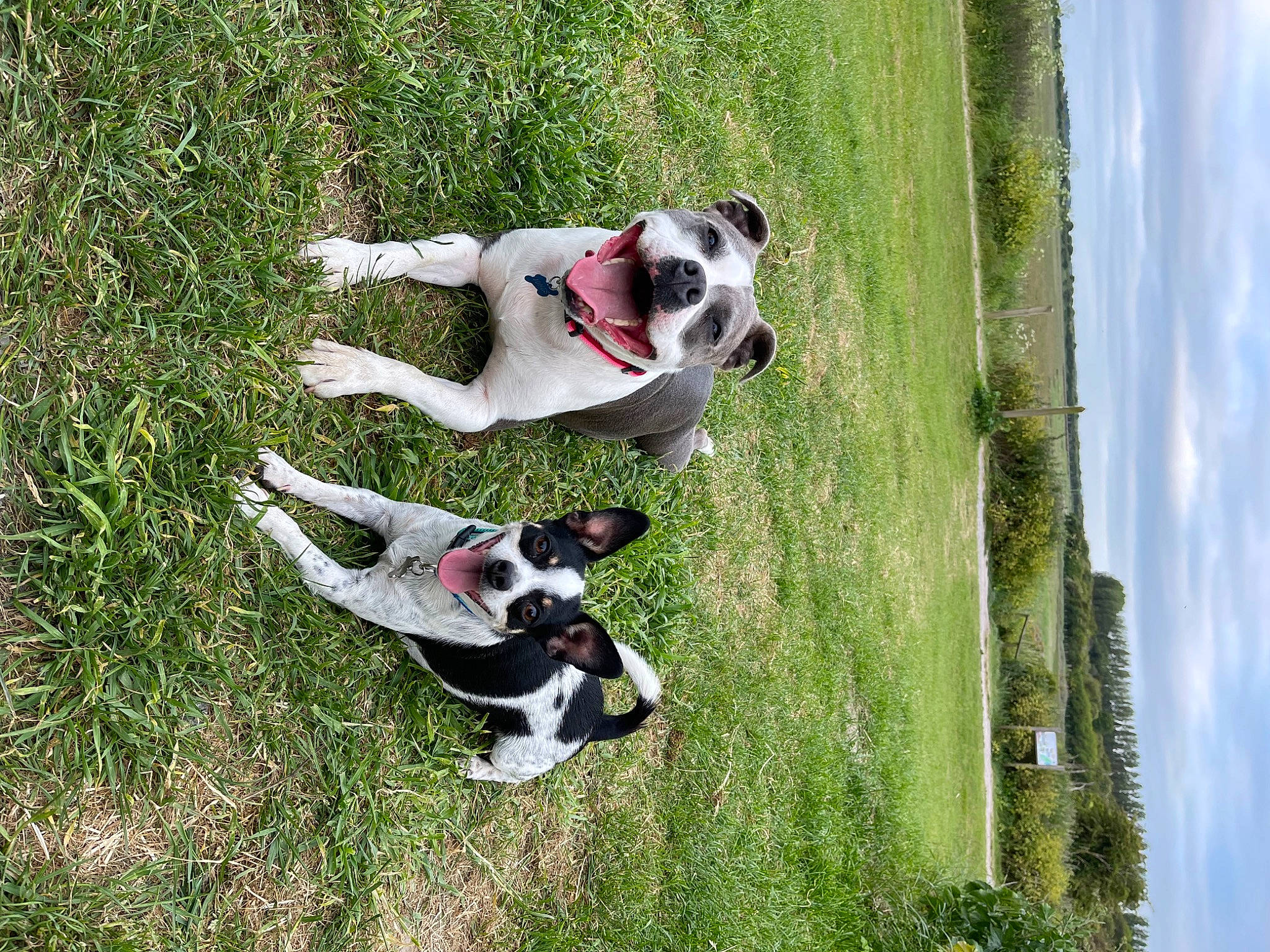 Blue joined the competition — help win amazing prizes! canidae, carmine, carnivore, cloud, collar, companion_dog, dog, dog_breed, dog_collar, dog_supply, fawn, grass, pet_supply, plant, sky, sporting_group, tail, tree, water, working_animal