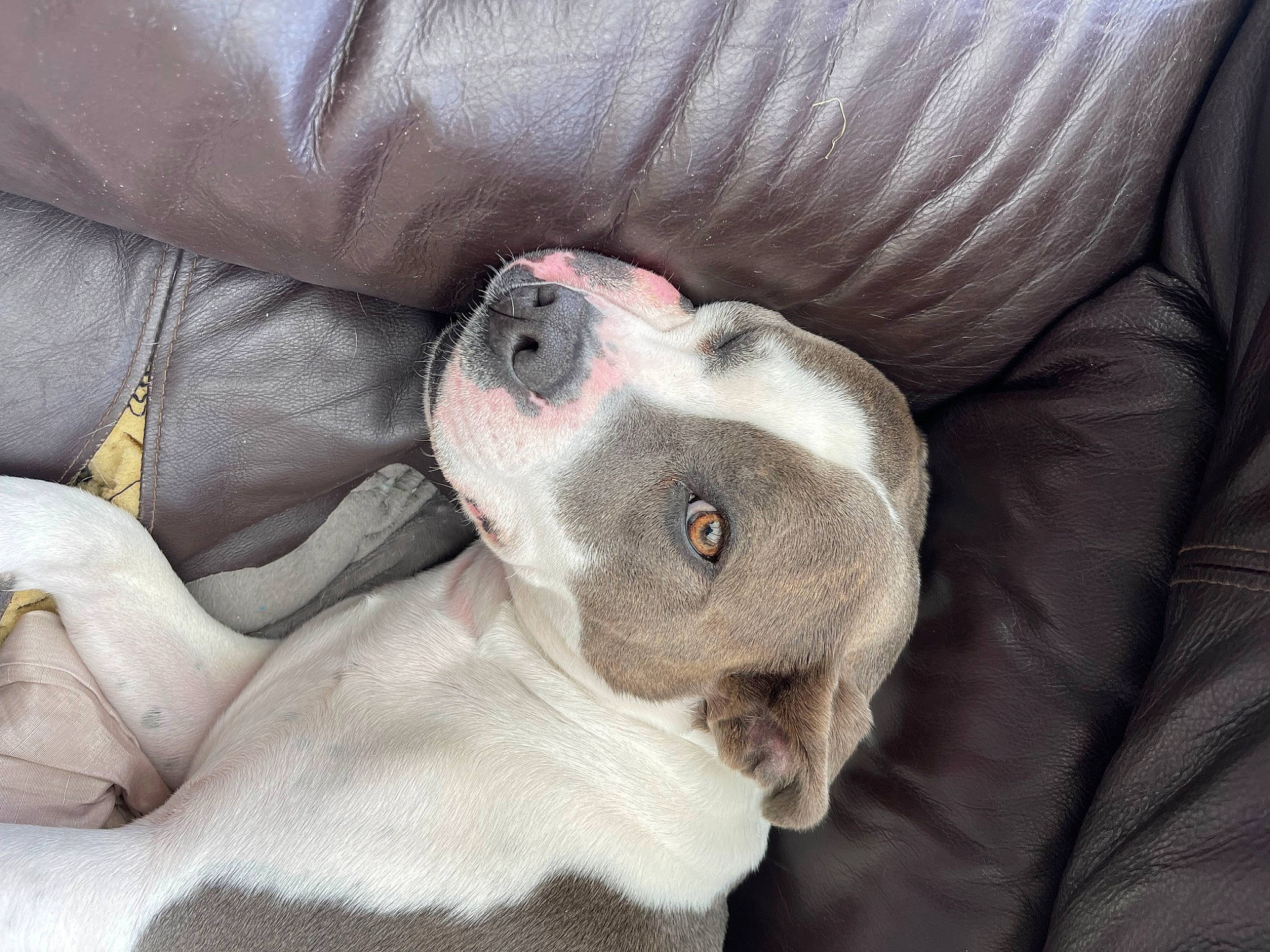 Blue is registered to the contest to win money with this photo: canidae, carnivore, comfort, companion_dog, couch, dog, dog_breed, ear, fawn, fur, grey, linens, paw, snout, sporting_group, stuffed_toy, terrestrial_animal, whiskers, working_animal, wrinkle