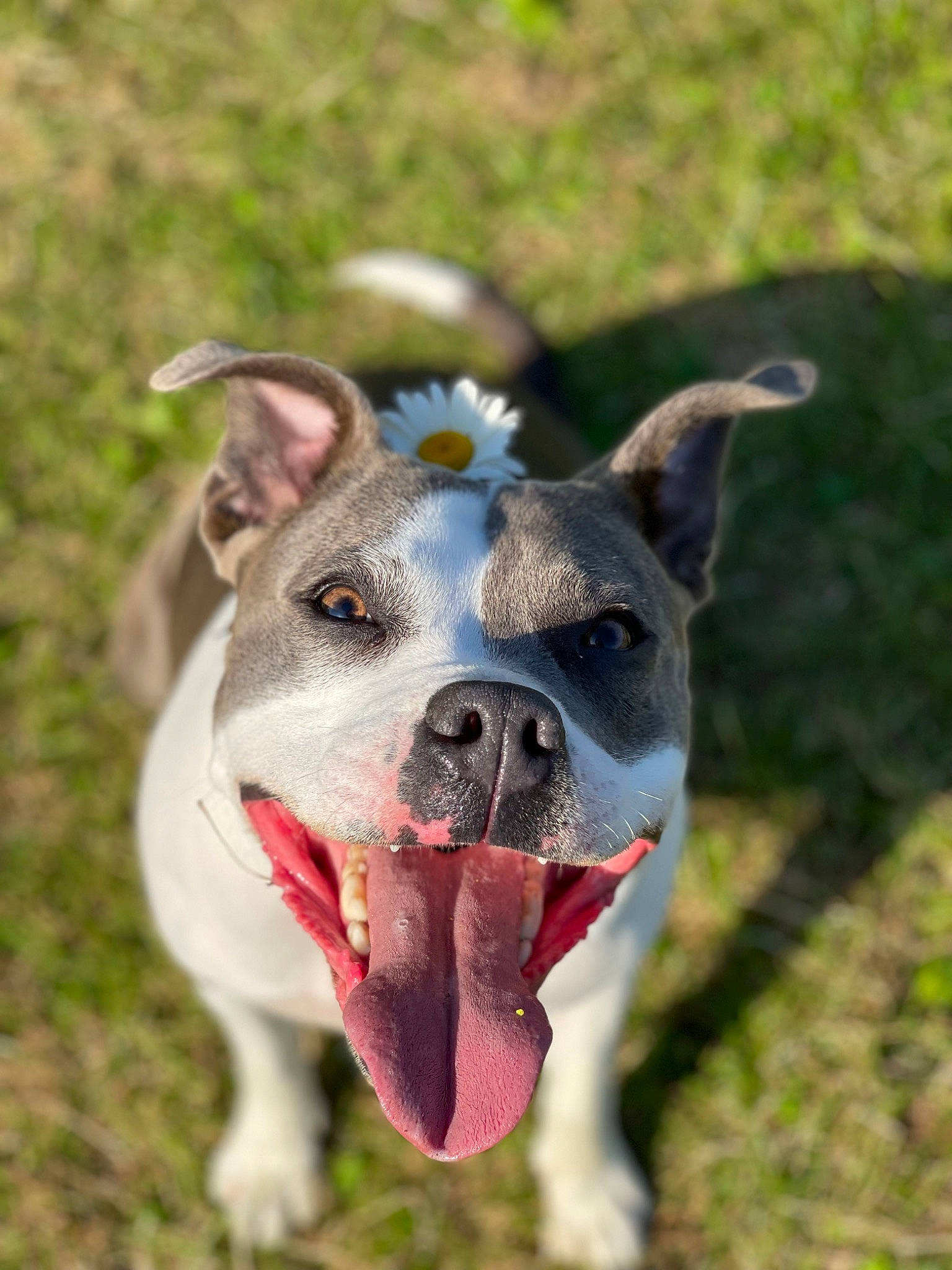 Blue is registered to the contest to win money with this photo: canidae, carnivore, collar, companion_dog, dog, dog_breed, dog_collar, dog_supply, fawn, grass, non_sporting_group, plant, snout, sporting_group, whiskers, working_animal, working_dog