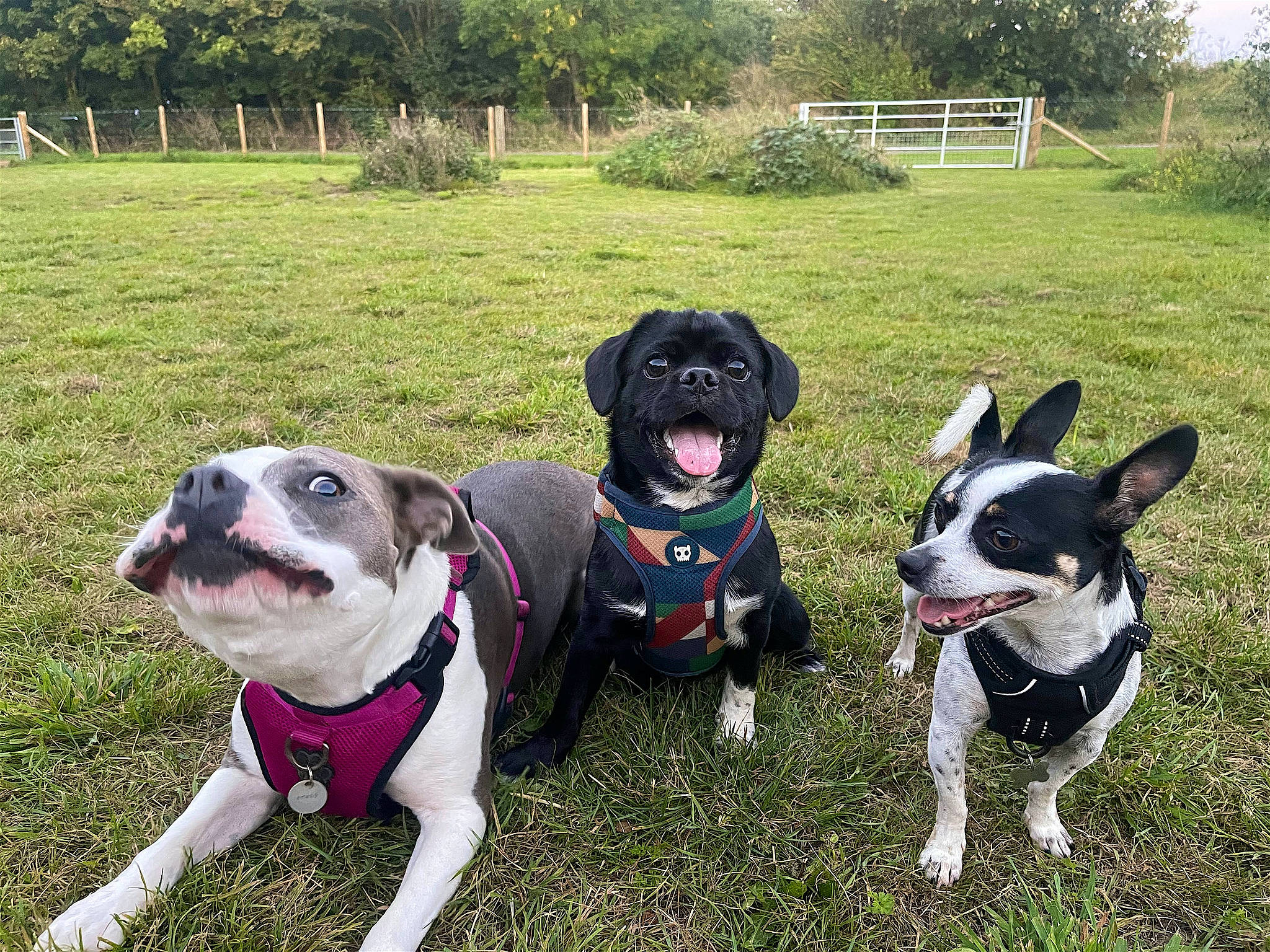 Sully joined the competition — help win amazing prizes! adventure, canidae, carnivore, collar, companion_dog, dog, dog_breed, dog_collar, fashion_accessory, fawn, grass, leash, non_sporting_group, pet_supply, plant, snout, sporting_group, tree, working_animal, working_dog