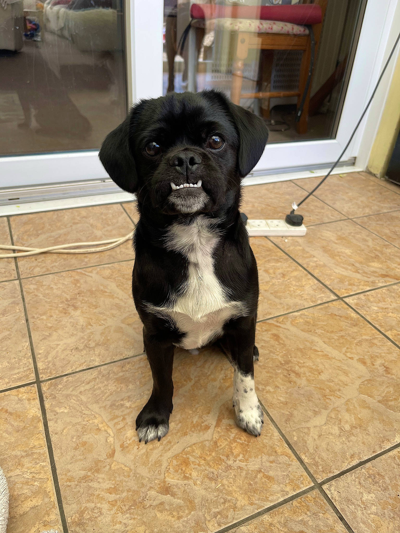 Sully joined the competition — help win amazing prizes! borador, canidae, carnivore, collar, companion_dog, dog, dog_breed, dog_collar, fawn, flooring, fur, gun_dog, hardwood, liver, non_sporting_group, snout, sporting_group, tail, terrestrial_animal, working_animal